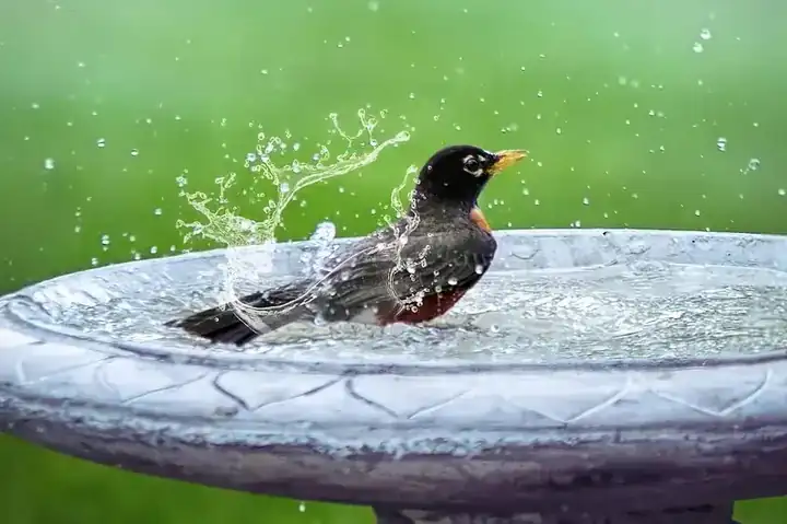 Bird bath