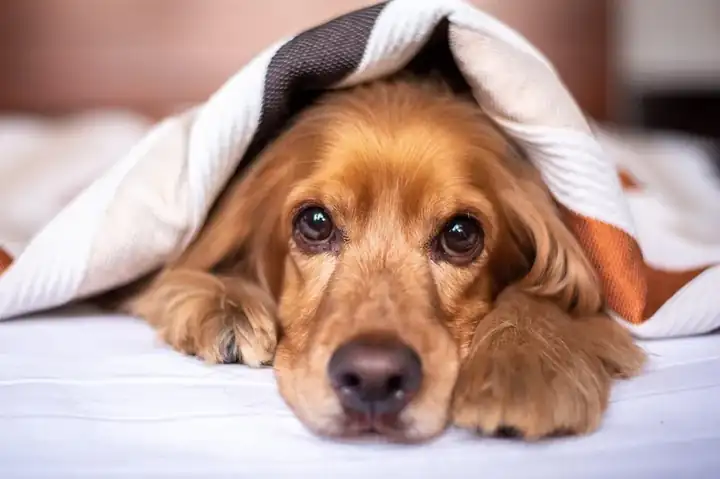 Elevated dog bed