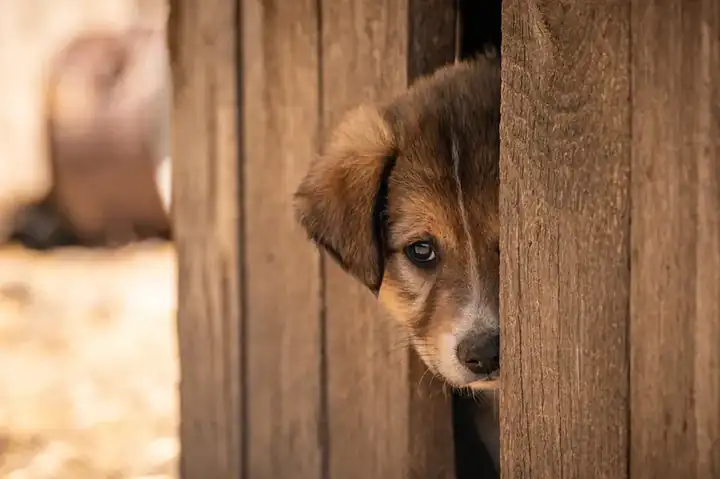 Wooden dog crate